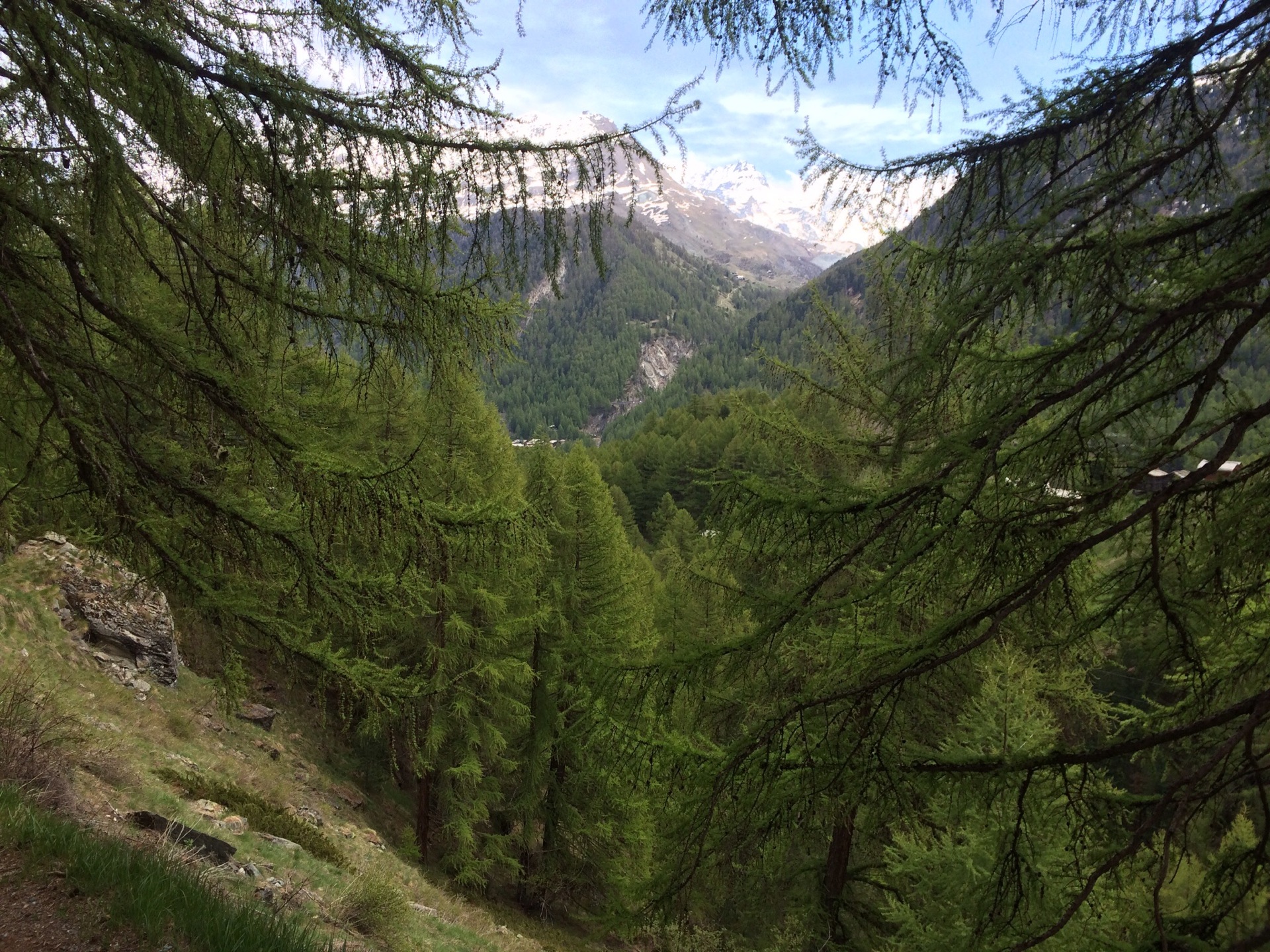 Frühlingsgrüner Arvenwald